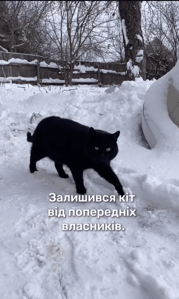 кот в доме 1 кот